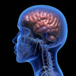Human brain